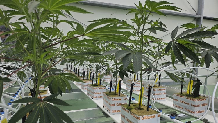 cultivo de cannabis legalizada na Holanda