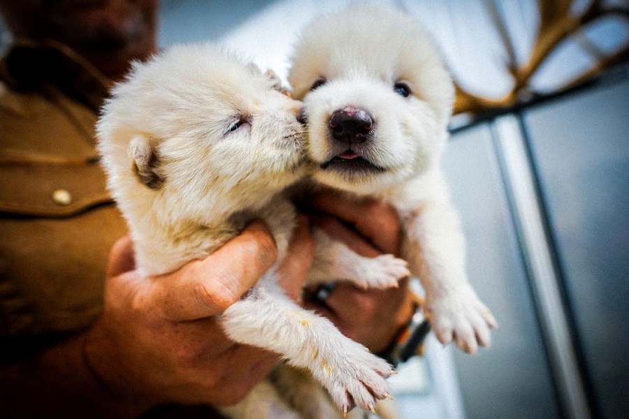 filhotes de lobo terrível criados pela Colossal Bioscience