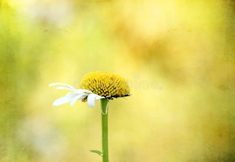 flor da espécie margarida com pétalas faltando
