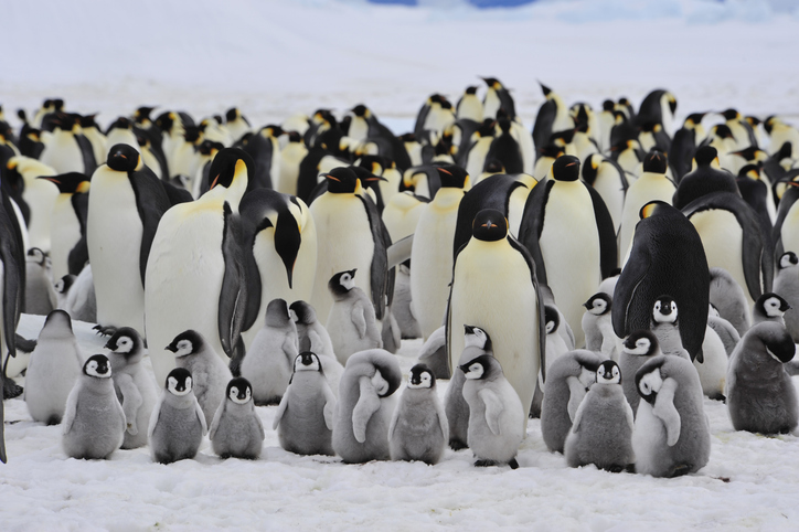 colônia de pinguins imperador na Antártica