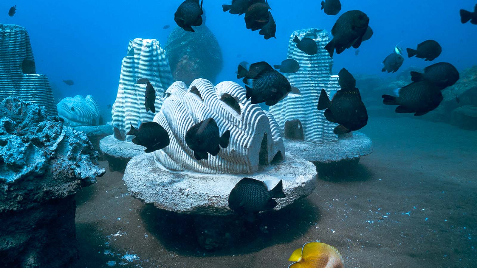 recifes artificiais feitos com cinzas de animais cremados