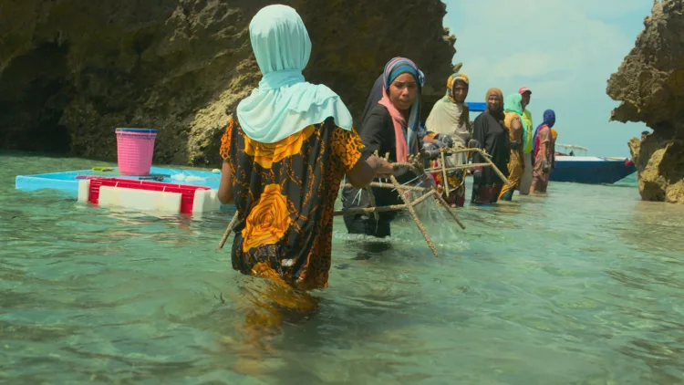 documentário "Reef Builders" sobre recuperação de recifes de coral