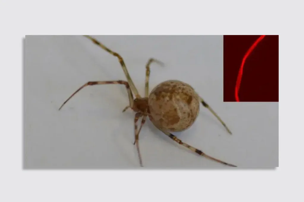 fio de seda vermelho produzido por aranha modificada geneticamente