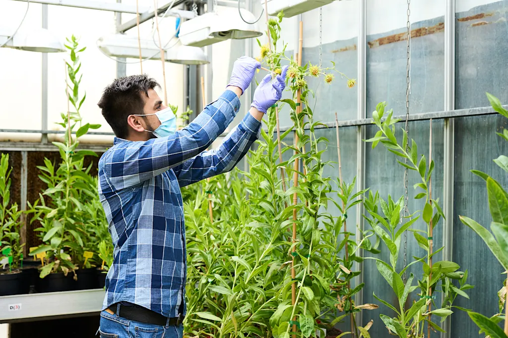 extração de níquel por meio de plantas
