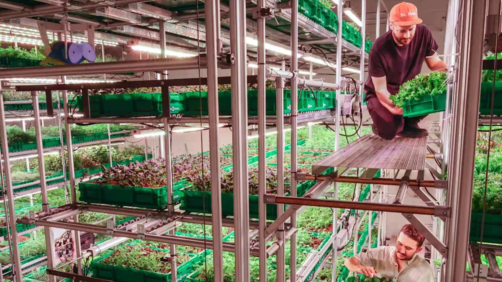 Empresa transforma escritórios vazios em fazendas urbanas