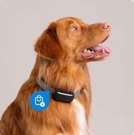 cão com coleira equipada com dispositivo de rastreamento 