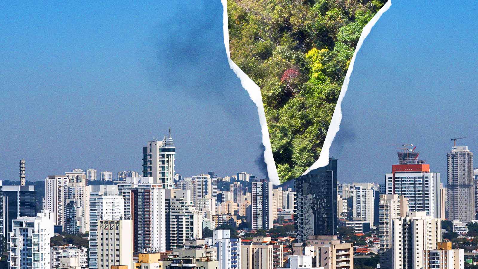 contraste entre cenário cinzento do ambiente urbano e o verde da floresta