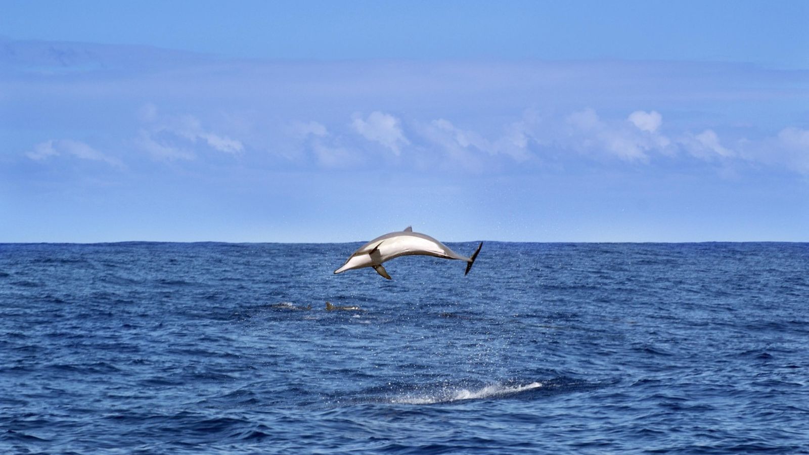 Golfinho azul no mar