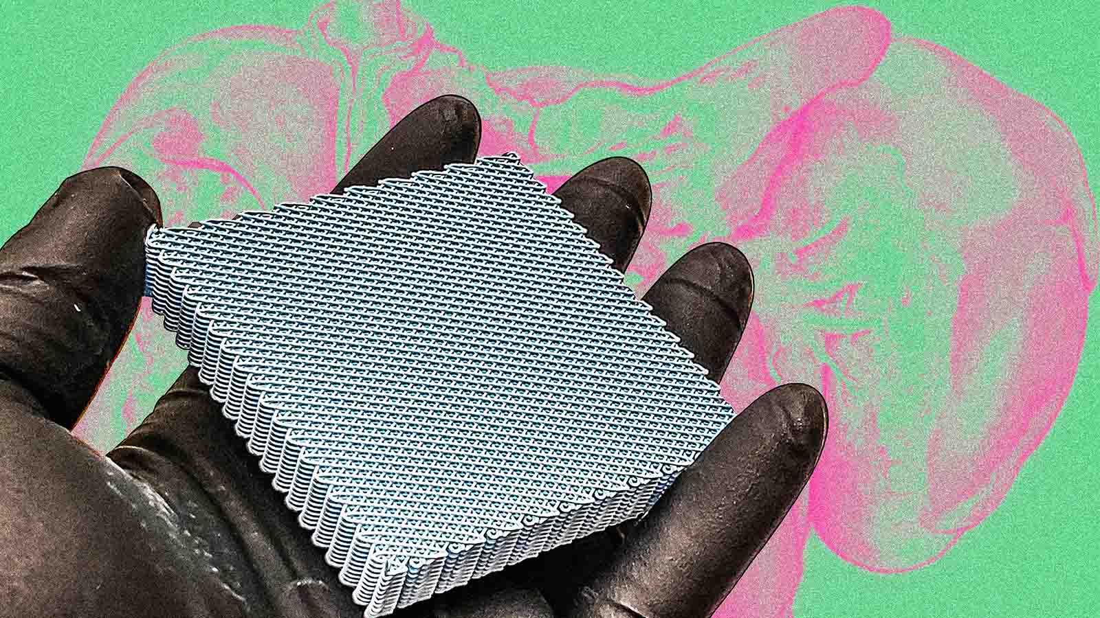 biotecnologia para construção de fígado humano