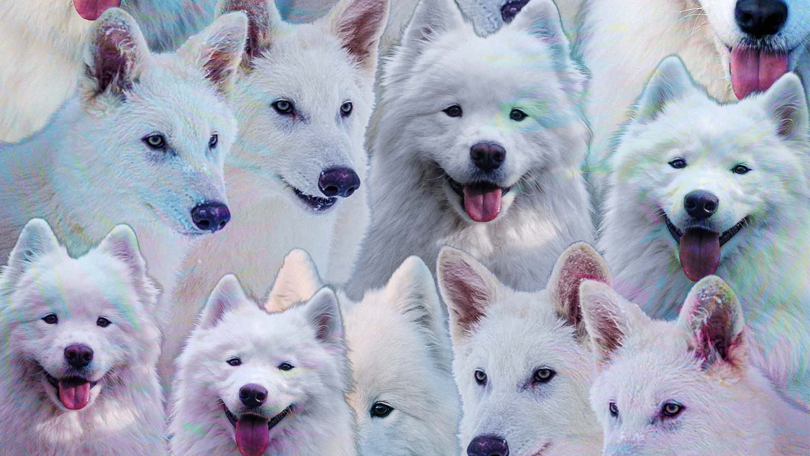 clonagem de animais de estimação