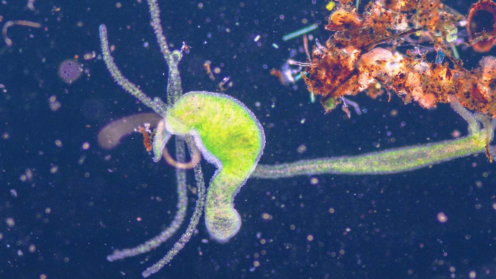 mineração submarina pode afetar cadeia alimentar do oceano