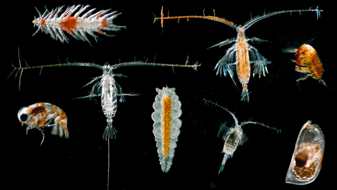 micro organismos marinhos conhecidos como zooplâncton