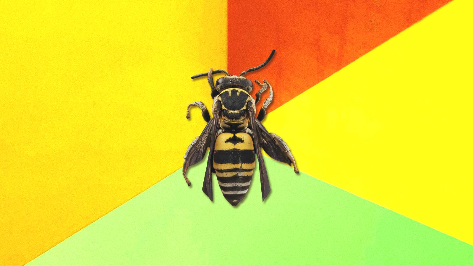 abelha em fundo colorido