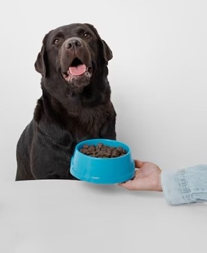 pessoa serve um pote de ração para o cachorro