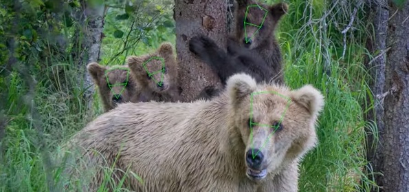 reconhecimento facial de ursos