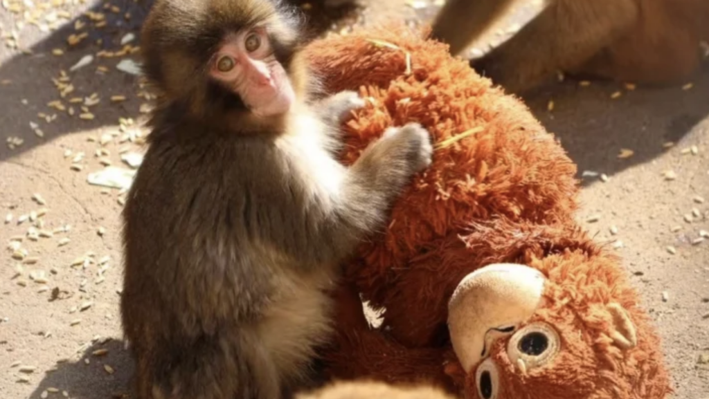 Punch e seu orangotango de pelúcia