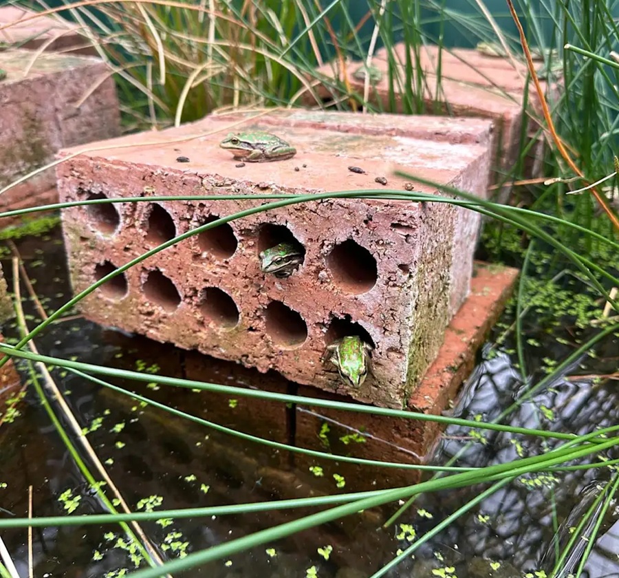 projeto de proteção a rãs na Austrália