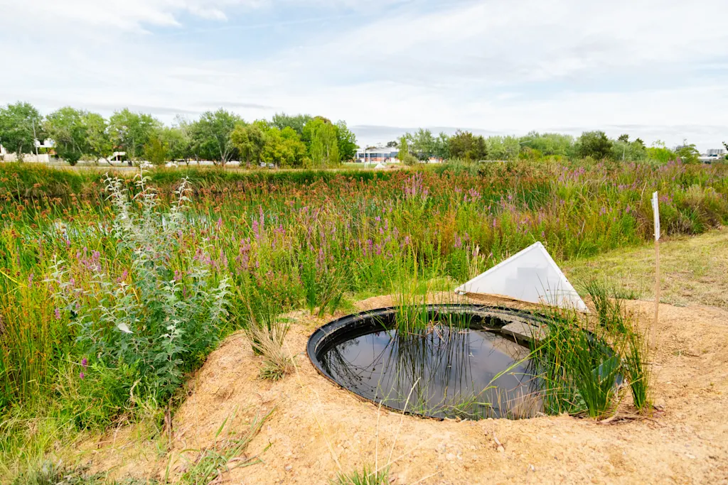 projeto de proteção a rãs na Austrália