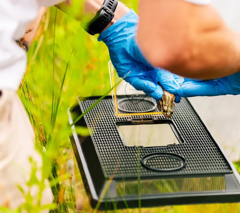 projeto de proteção a rãs na Austrália