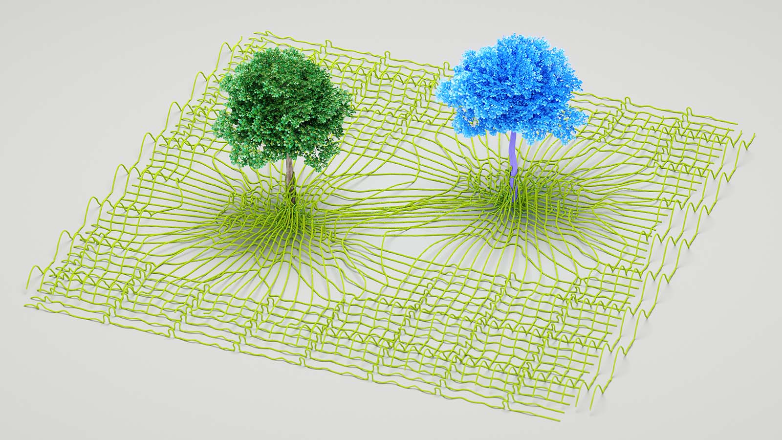 árvores representando efeitos da mudança climática