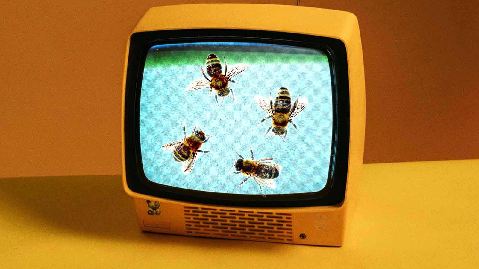 A imagem mostra uma televisão antiga amarela exibindo quatro abelhas na tela. O contraste entre um aparelho retrô e insetos vivos cria um efeito surreal que mistura natureza e mídia. A composição sugere temas como “colônia” digital, enxame de informações, influência coletiva, monitoramento ambiental ou o desaparecimento das abelhas levado ao espaço da cultura pop. Também pode simbolizar como crises ecológicas entram no radar público por meio da tecnologia e da comunicação.