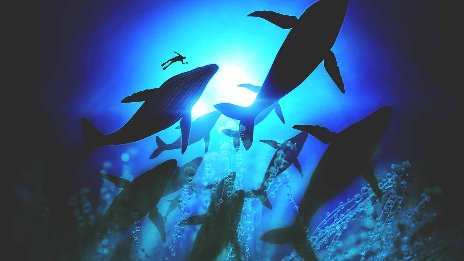 foto de sete baleias vistas de baixo para cima, sob uma luz azulada, e um mergulhador ao fundo