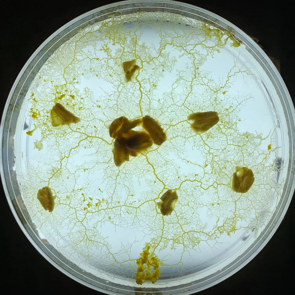 Mofo forma uma rede entre vários flocos de aveia dentro de uma placa de Petri
