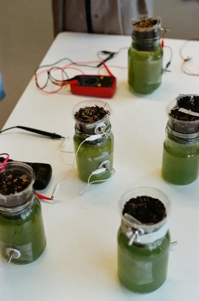 Bio-designers trabalham para aumentar a potência de uma bateria alimentada por algas