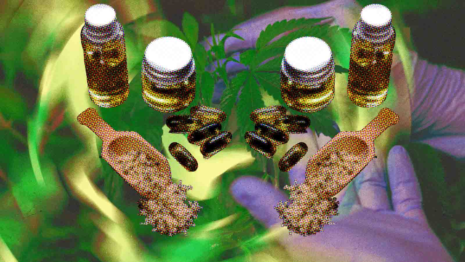 Colagem mostra mãos com cápsulas e diferentes produtos medicinais diante de folhas de cannabis.