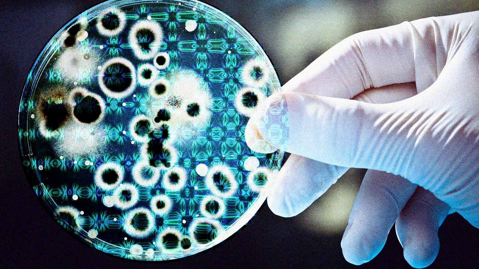 Mão com luva segura placa de laboratório com colônias de microrganismos e padrões digitais.