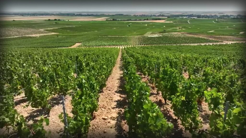 parreiral na regi&atilde;o da Champagne, na Fran&ccedil;a