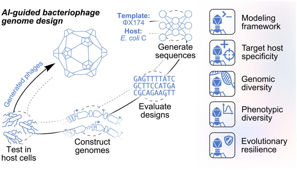 Diagrama mostra a geração, construção e teste de genomas de bacteriófagos projetados com inteligência artificial.