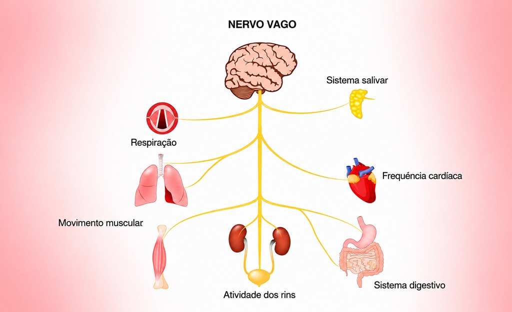 sistema nervoso central/nervo vago