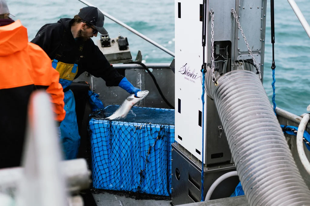 Pescador coloca um salm&atilde;o no rob&ocirc; PSDN-S instalado no conv&eacute;s de um barco