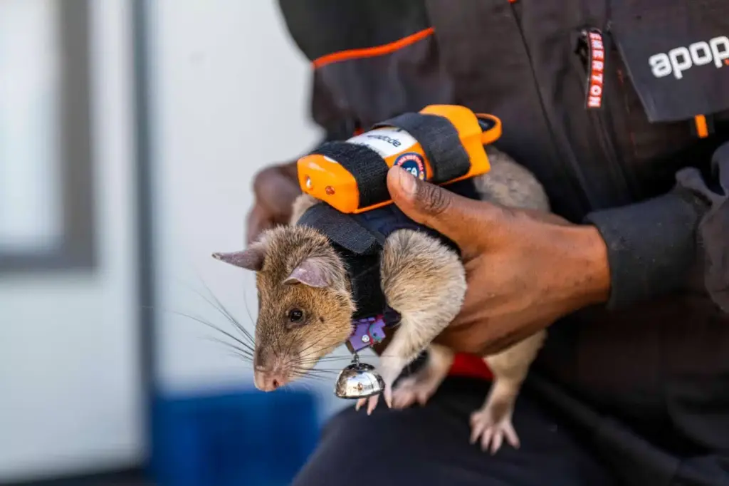 Pessoa segura um rato africano equipado com mochila tecnológica preta e laranja durante treinamento da APOPO.