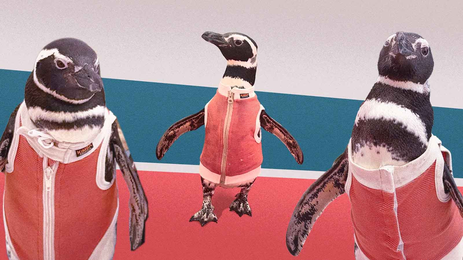 coletes salva-vidas para pinguins feridos