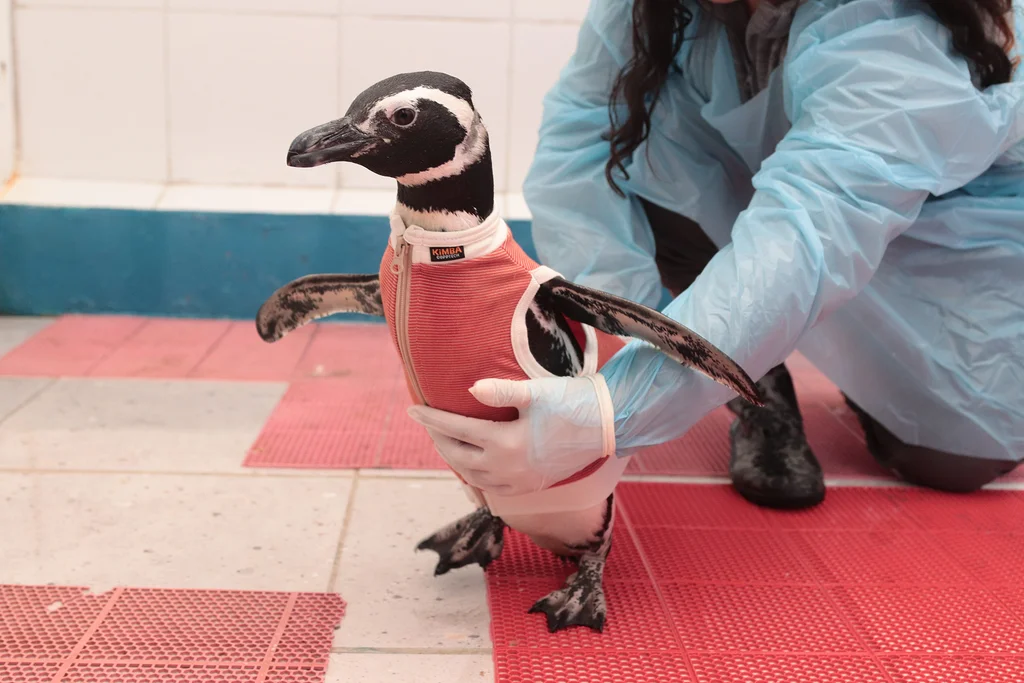 coletes salva-vidas para pinguins feridos