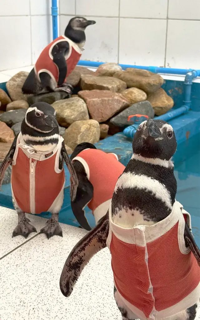 coletes salva-vidas para pinguins feridos