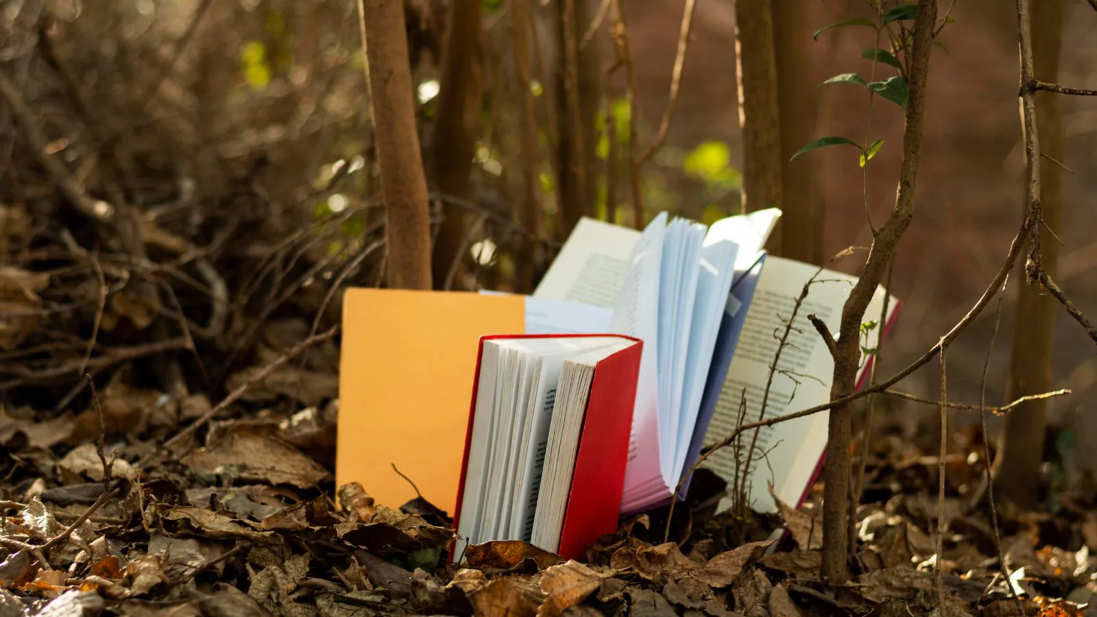 Livros em floresta