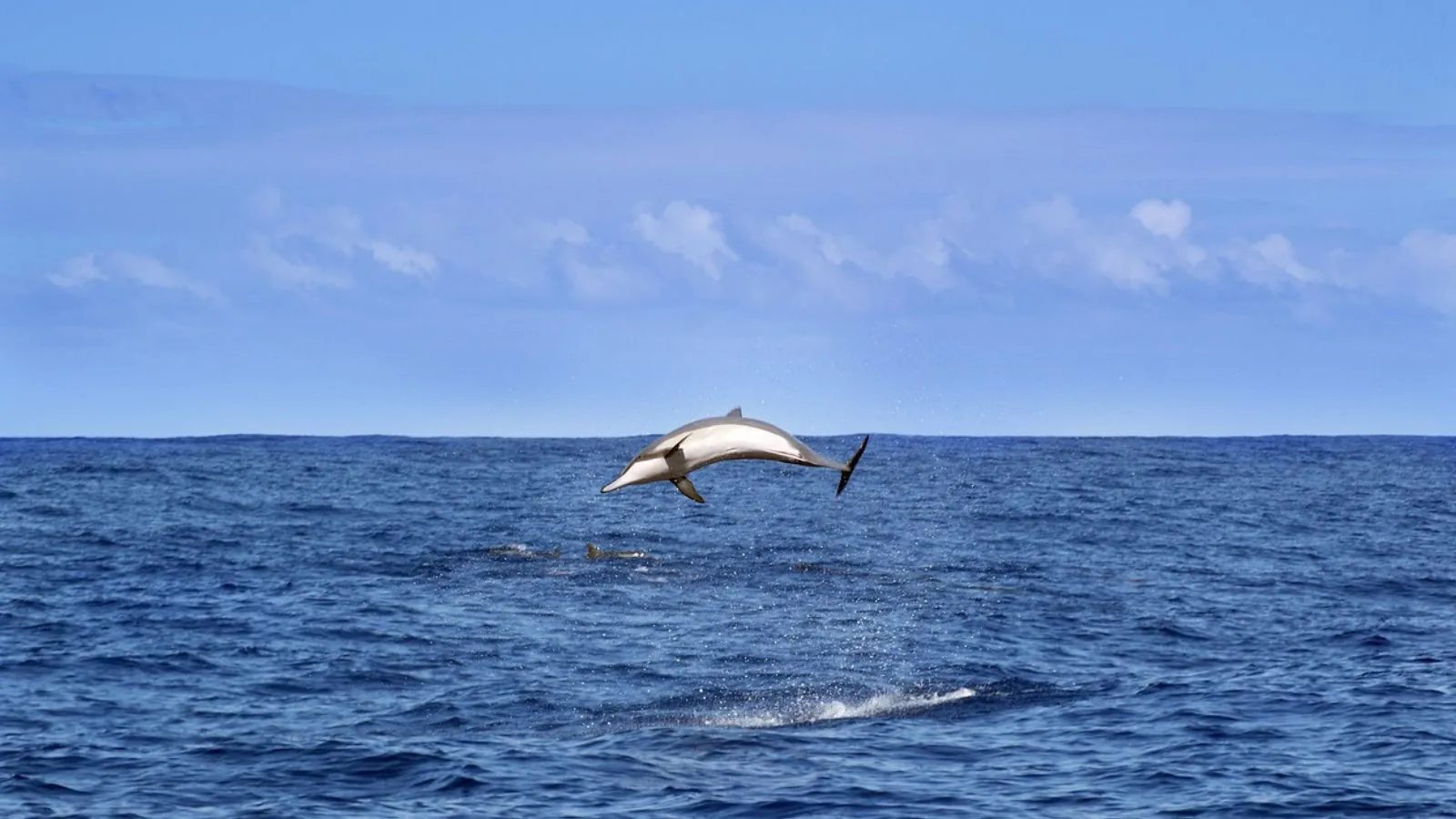 Golfinho azul no mar
