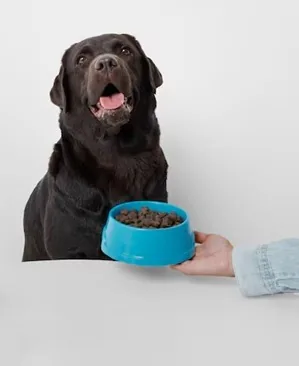 pessoa serve um pote de  ra&ccedil;&atilde;o para o cachorro