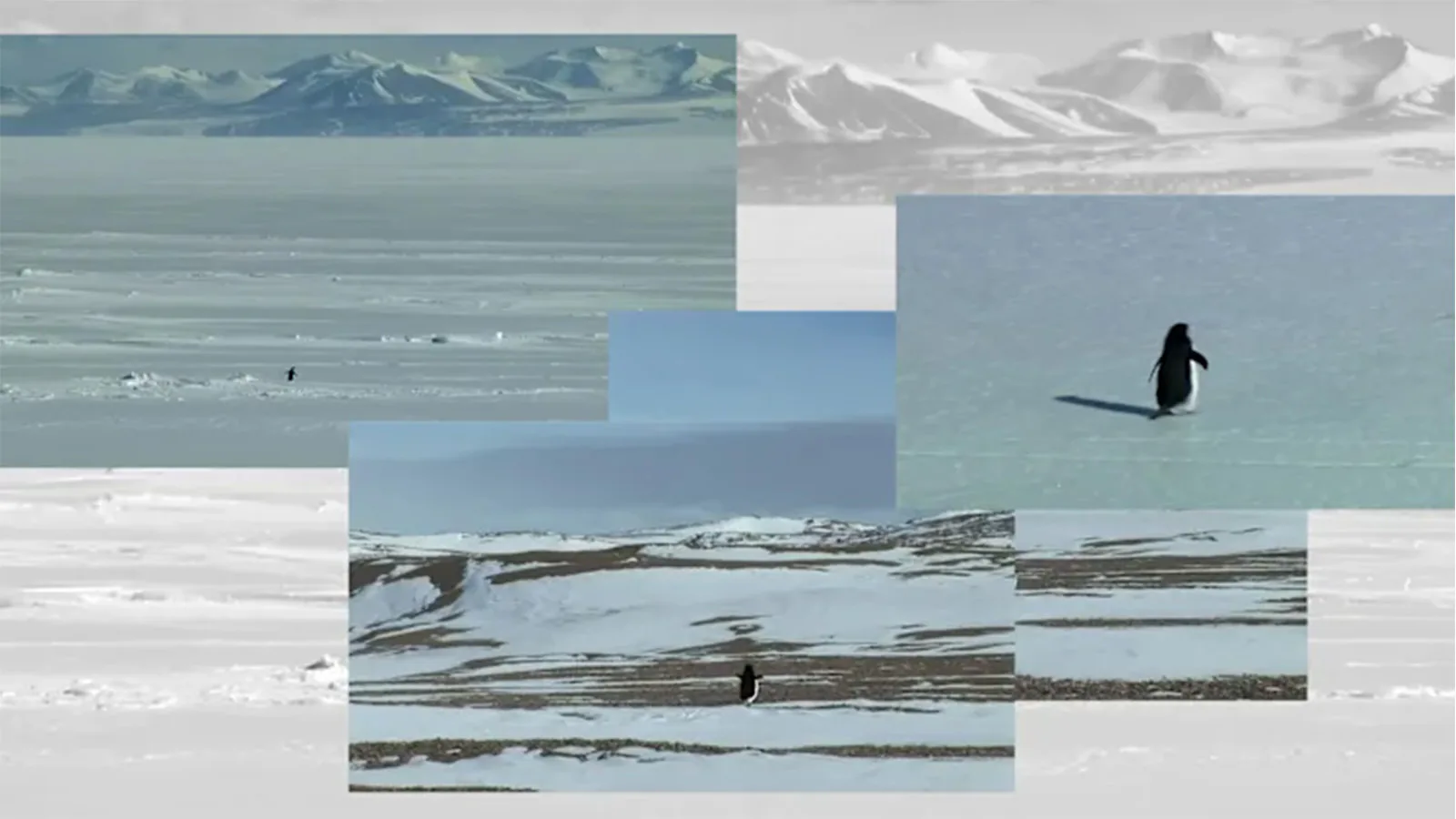 pinguim em paisagem nevada