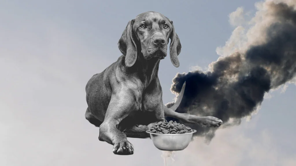 comida de pets gera polui&ccedil;&atilde;o