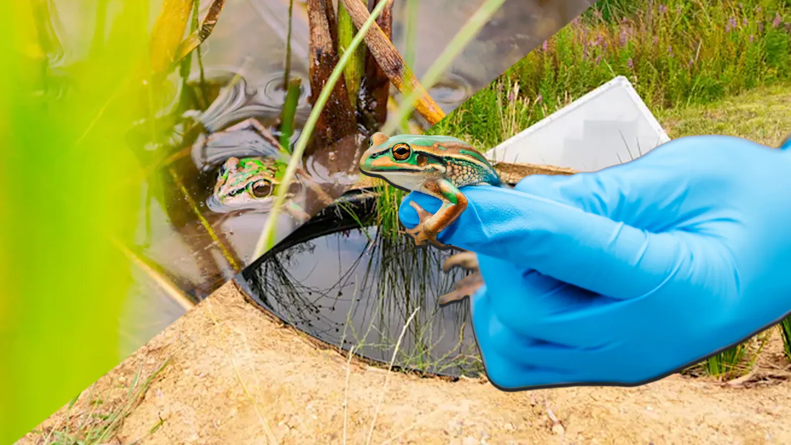 projeto de proteção a rãs na Austrália