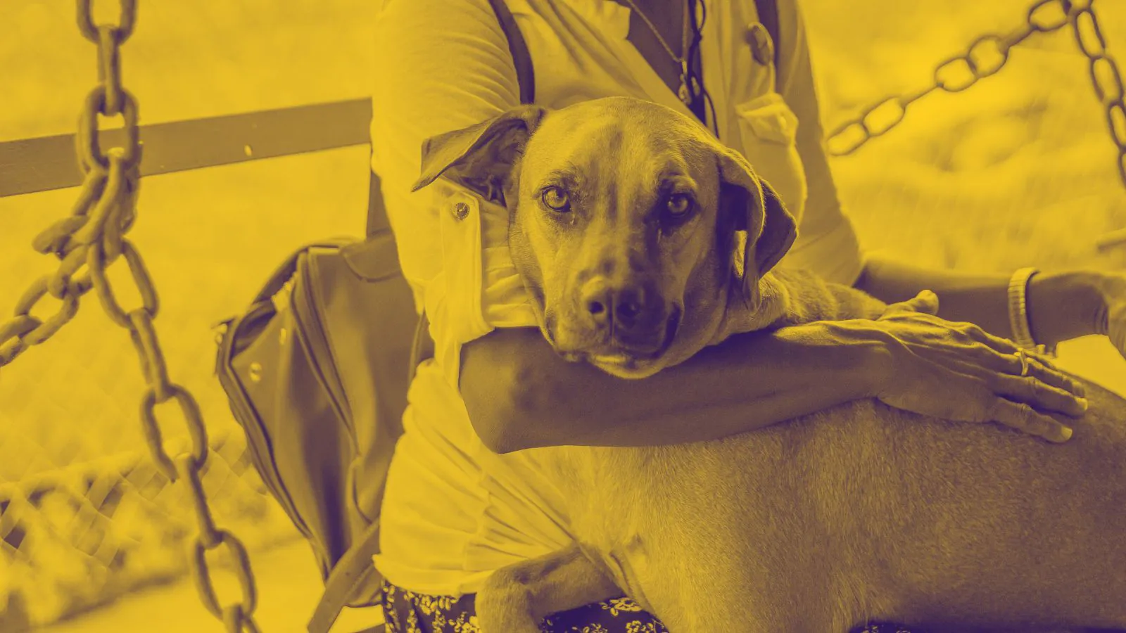 Cachorro no colo de mulher