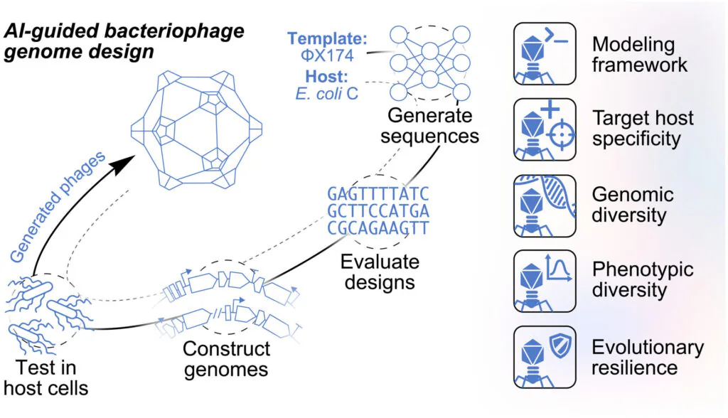 Diagrama mostra a geração, construção e teste de genomas de bacteriófagos projetados com inteligência artificial.